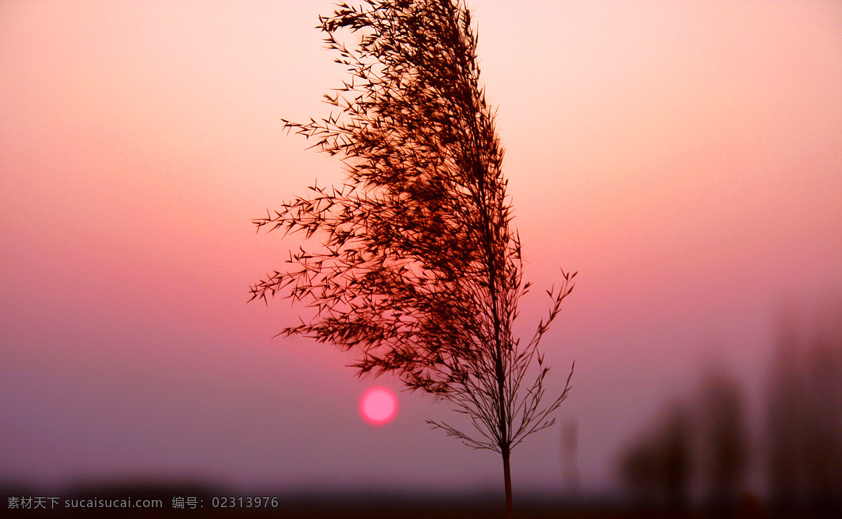 逆光 芦苇 剪影 傍晚 黄昏 野草 自然风景 自然风景摄影 逆光芦苇剪影 wy52 自然景观 psd源文件