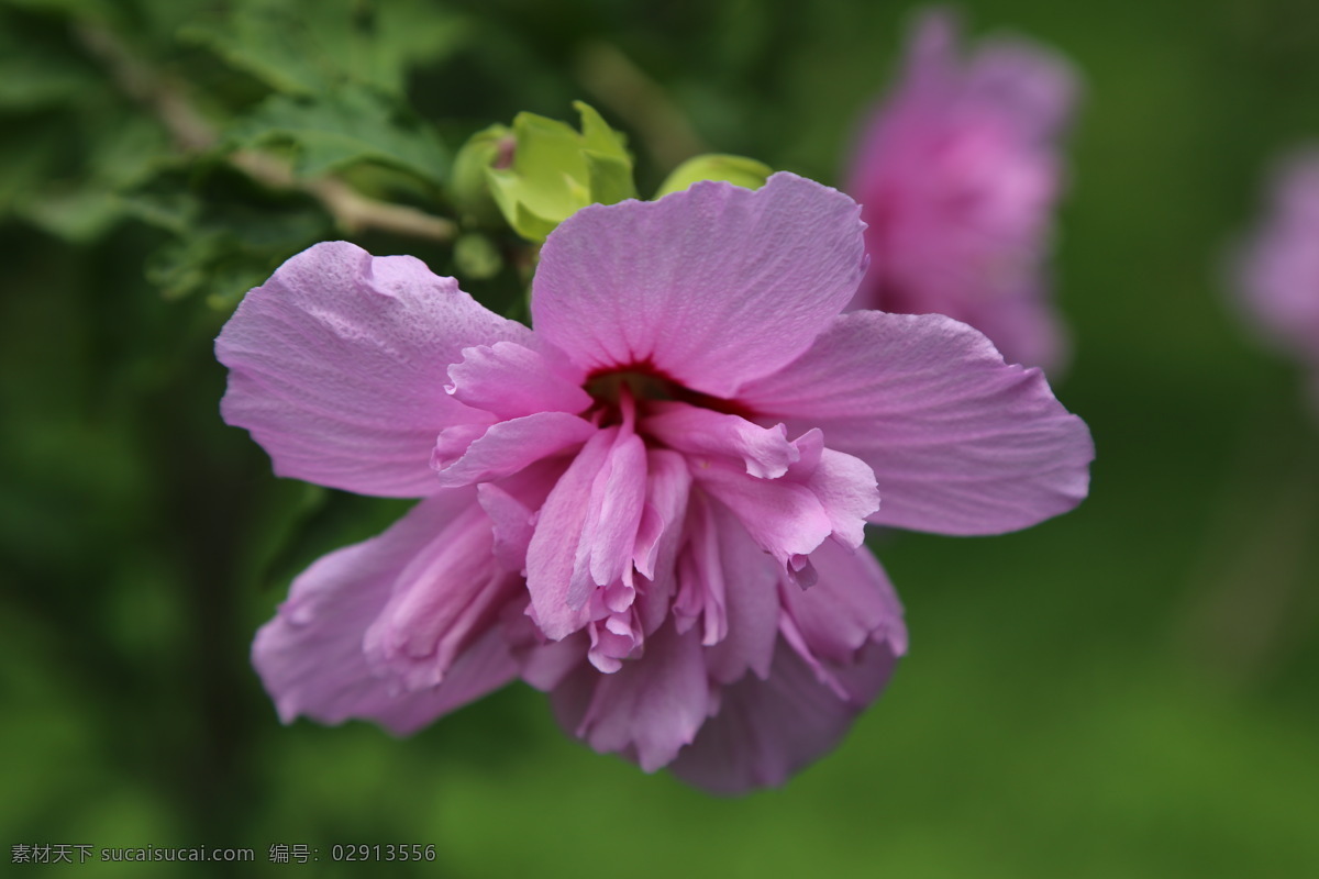 木槿花 木槿 无穷花 花卉 花儿 花草 植物 园林绿化 绿化景观 装饰画 木槿木槿花 生物世界