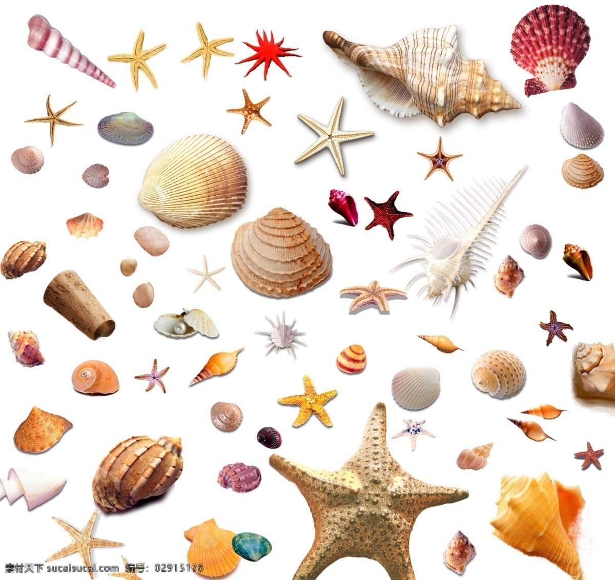 蜗牛 贝壳素材 蜗牛素材 海螺 沙滩
