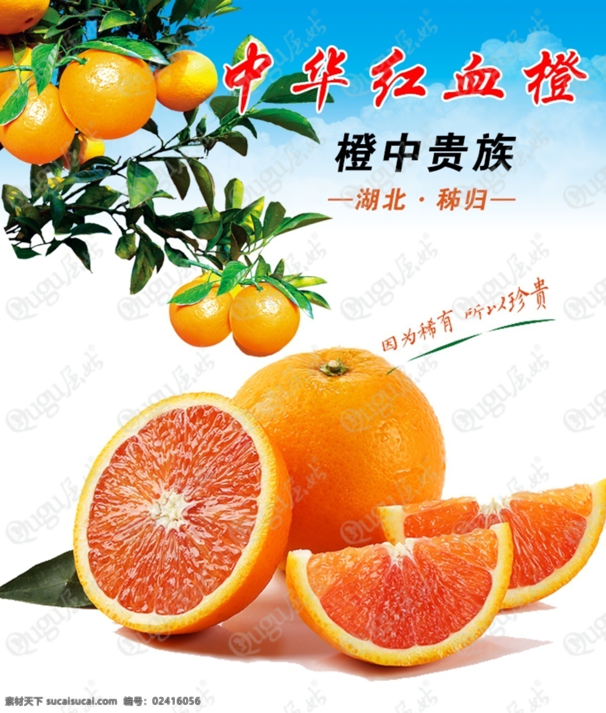 血橙 脐橙 中华红 橙子 红橙 分层