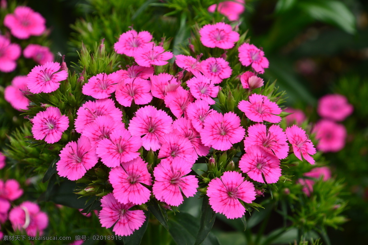 洛阳花 中国石竹 花骨朵 花卉 植物 园林绿化 绿化景观 花草 花儿 花朵 花卉大观园 生物世界