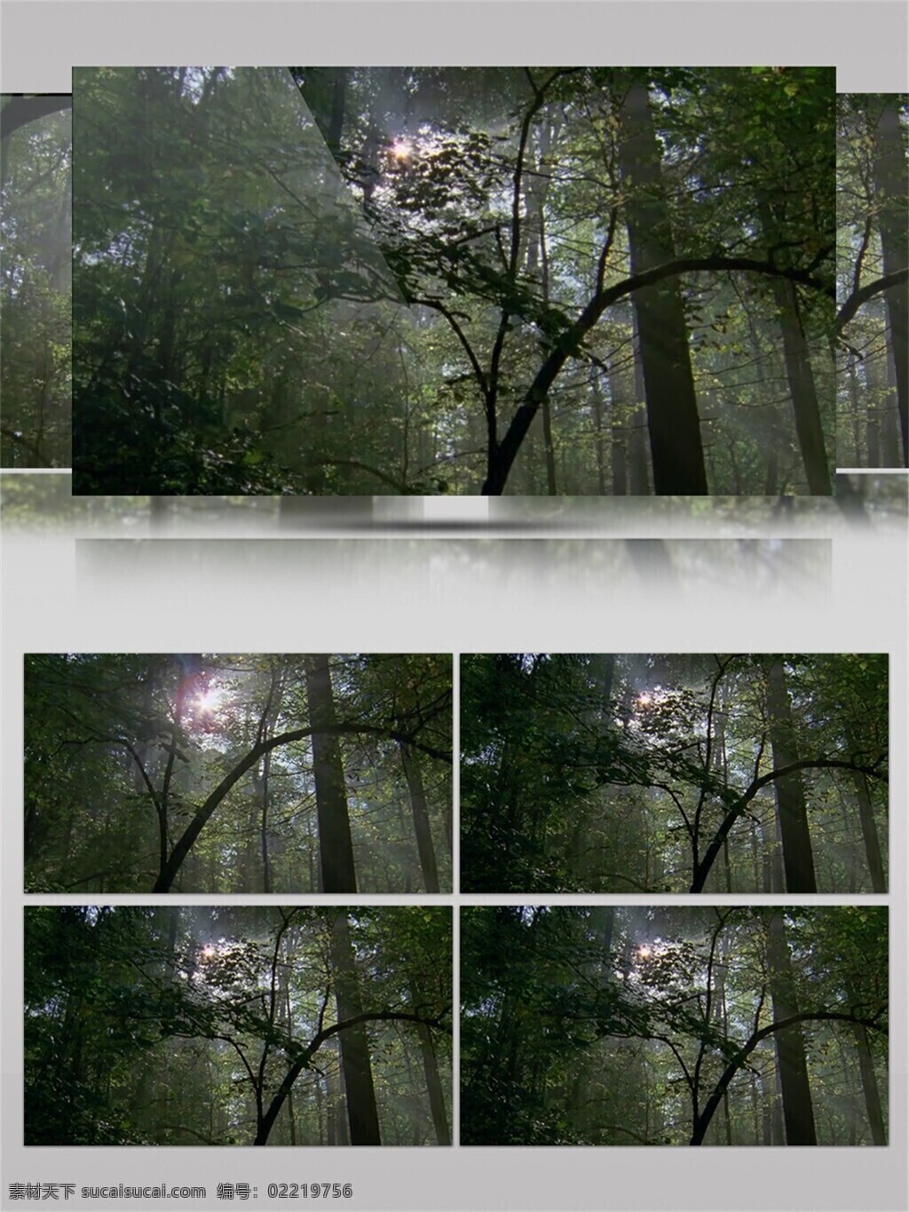 阳光 穿越 森林 视频 音效 视频素材 成长 健康 绿色植物 自然景色 视频音效 茂密