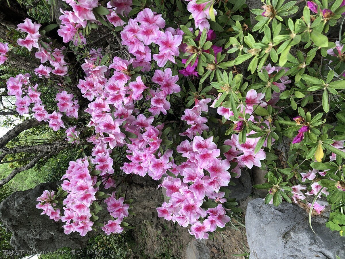 花卉 杜鹃 背景 插图 浪漫 花束 花朵 自然风光 春天 开花 婚礼 红杜鹃 盆景 映山红 红色杜鹃花 摄影类 生物世界 花草