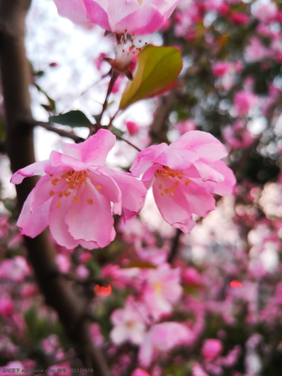 垂丝海棠 粉色 花蕊 盛开 蔷薇科 海棠 海棠花 春天 春色 绿植 绿叶 花卉 生物世界 花草