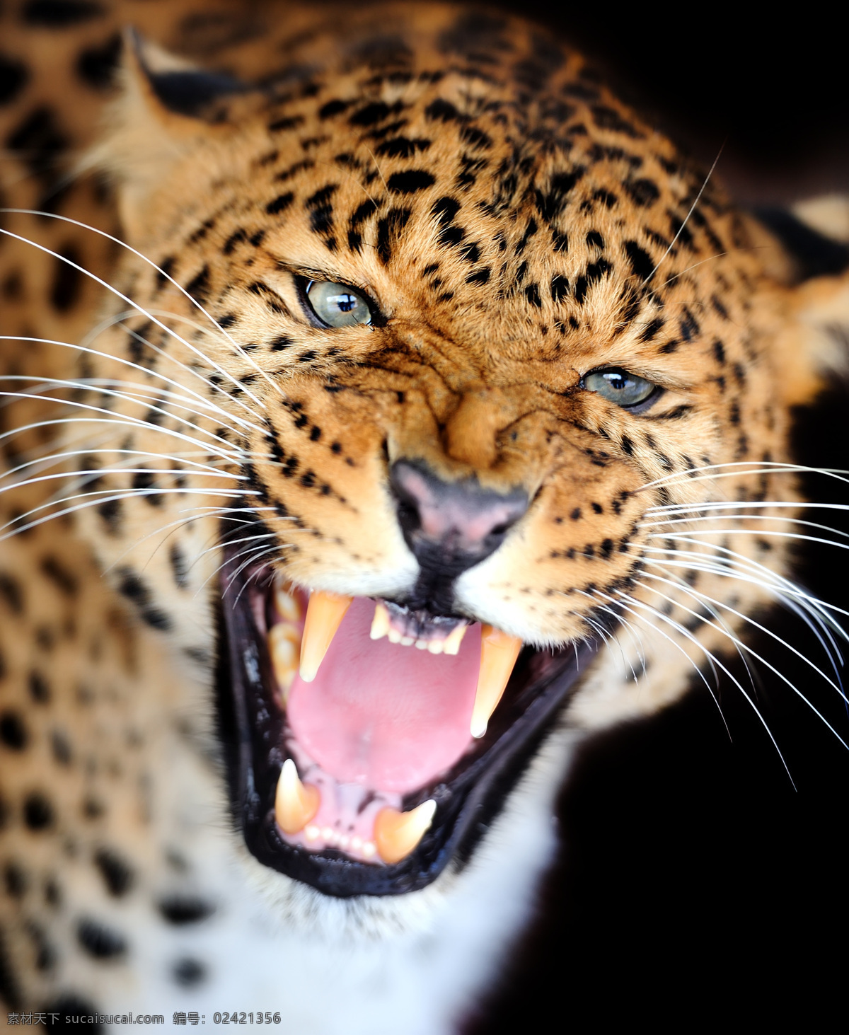 张开 嘴巴 豹子 吼叫 嚎叫 金钱豹 猎豹 动物世界 野生动物 陆地动物 动物摄影 生物世界