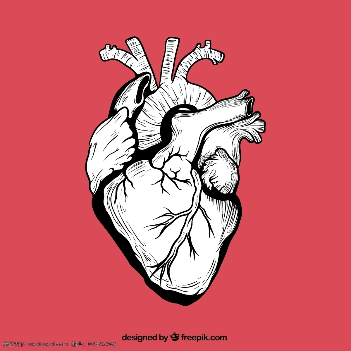 手绘心脏 内脏 人物 手绘 心脏 粉色