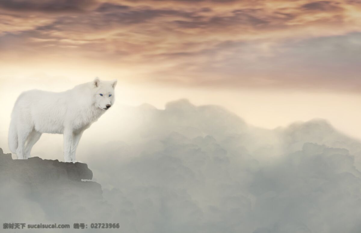 白狼图片 白色野狼 冰山 北极 北极狼 极地动物 狼 白狼 雪山 野狼 凶猛 凶残 极地 冬天 极地狼 野生动物 肉食动物 动物昆虫