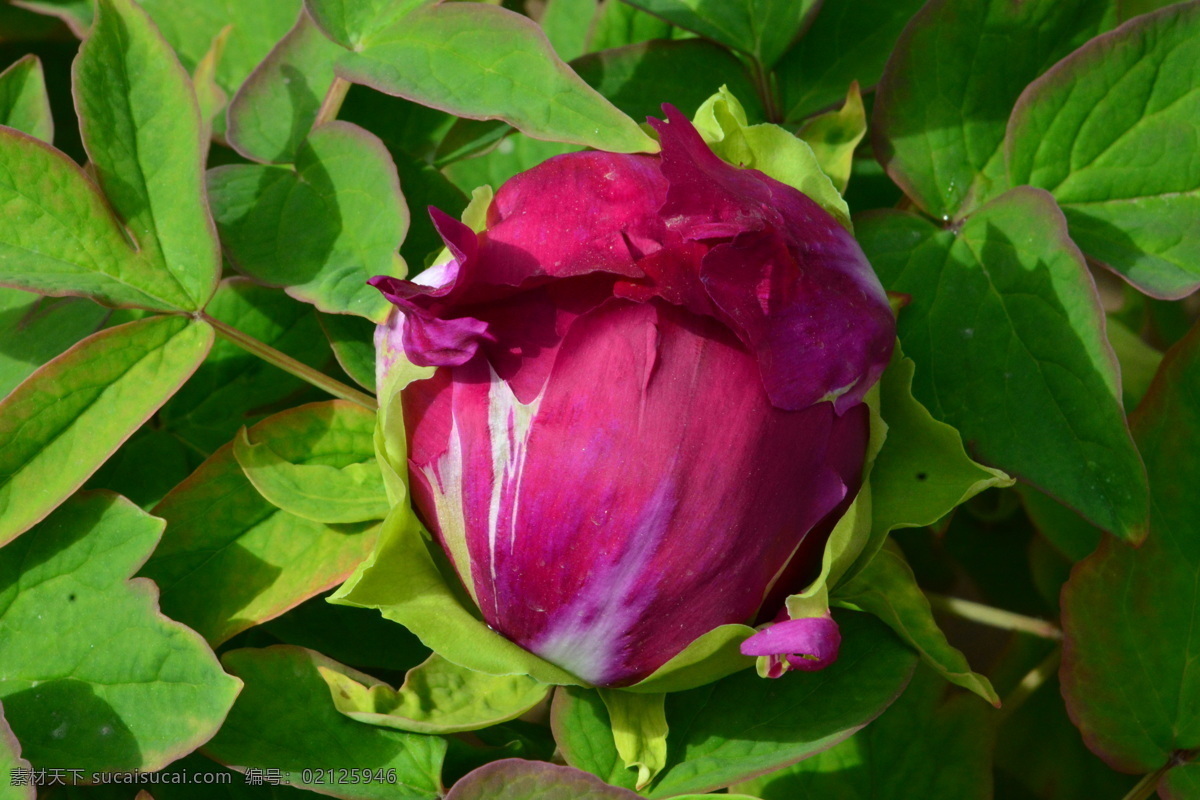 牡丹花 牡丹 观赏花卉 鼠姑 木芍药 百雨金 洛阳花 花朵 花瓣 花蕊 花卉 花儿 花草 植物 园林绿化 绿化景观 芍药牡丹 生物世界