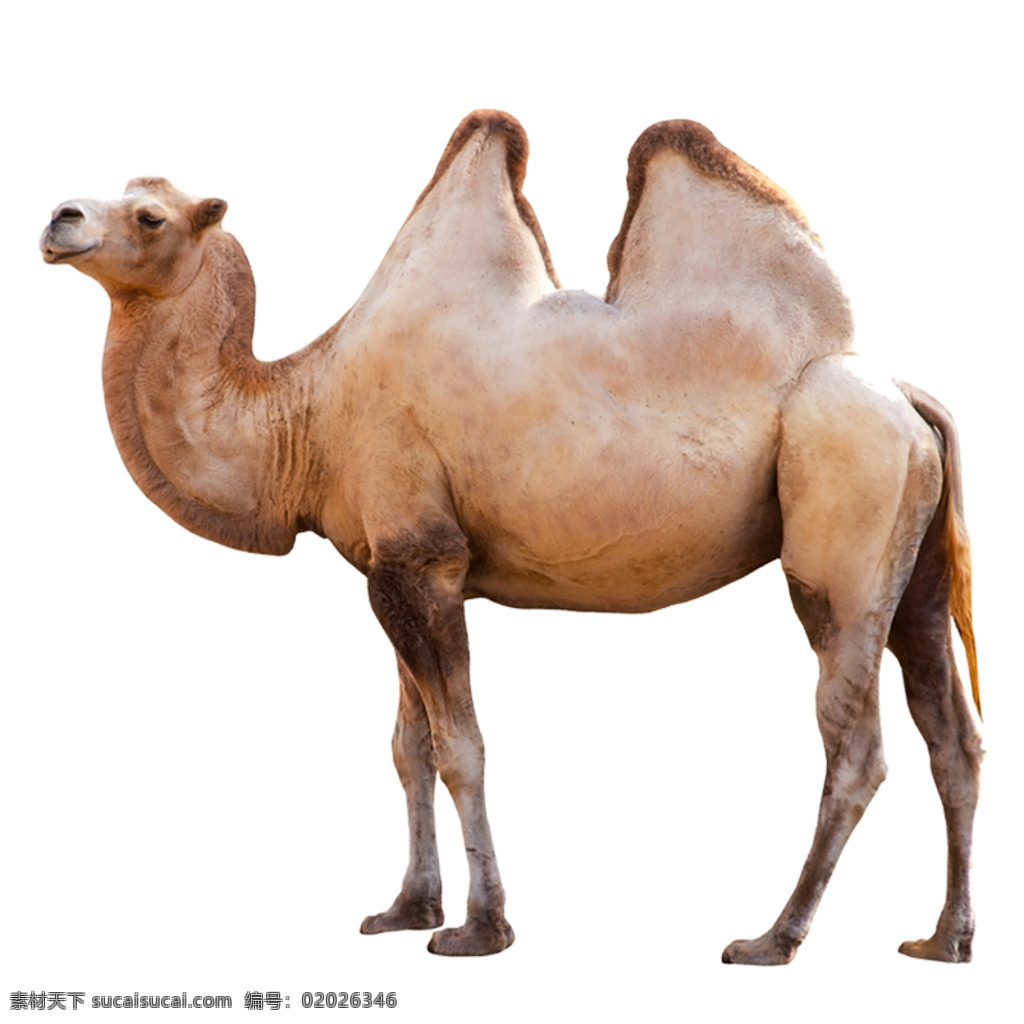 骆驼 站立 免抠 素材图 psd分层 动物 免 抠 图 分层