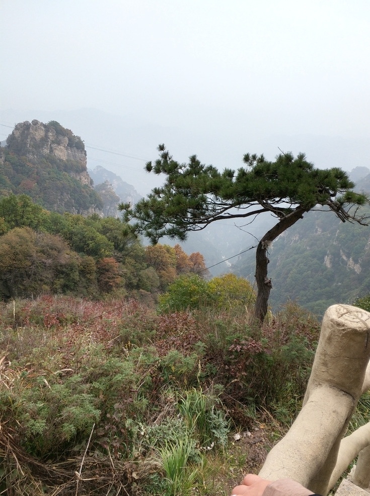 山顶 迎客松 天空 遥远 雾 自然景观 自然风景