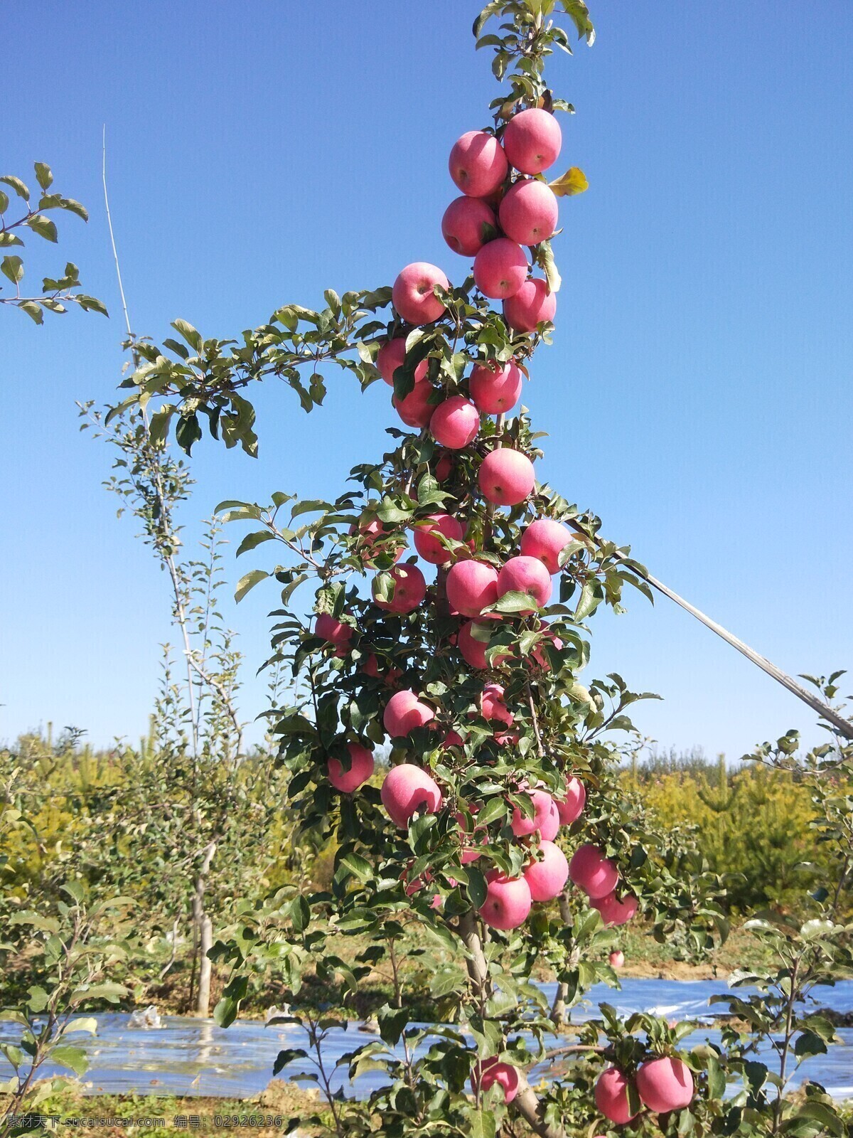 红富士 红苹果 庆阳苹果 苹果园 矮化苹果 自然景观 田园风光