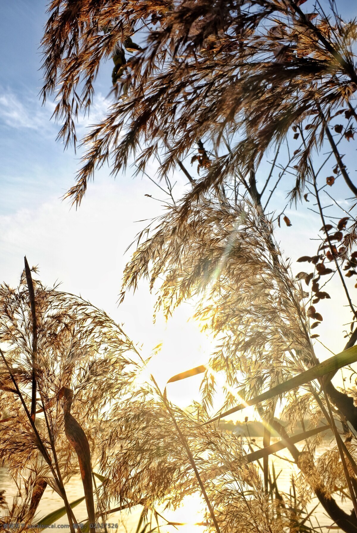 湘湖 落日 芦苇 阳光 斜阳 暖阳 水波 波纹 冬天 秋 自然景观 自然风景