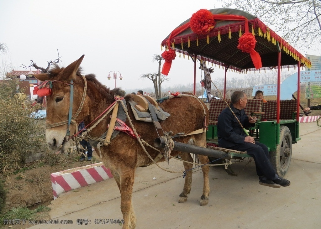 马车 农业 观光 周家庄 美景 河北风光 旅游 传统文化 文化艺术