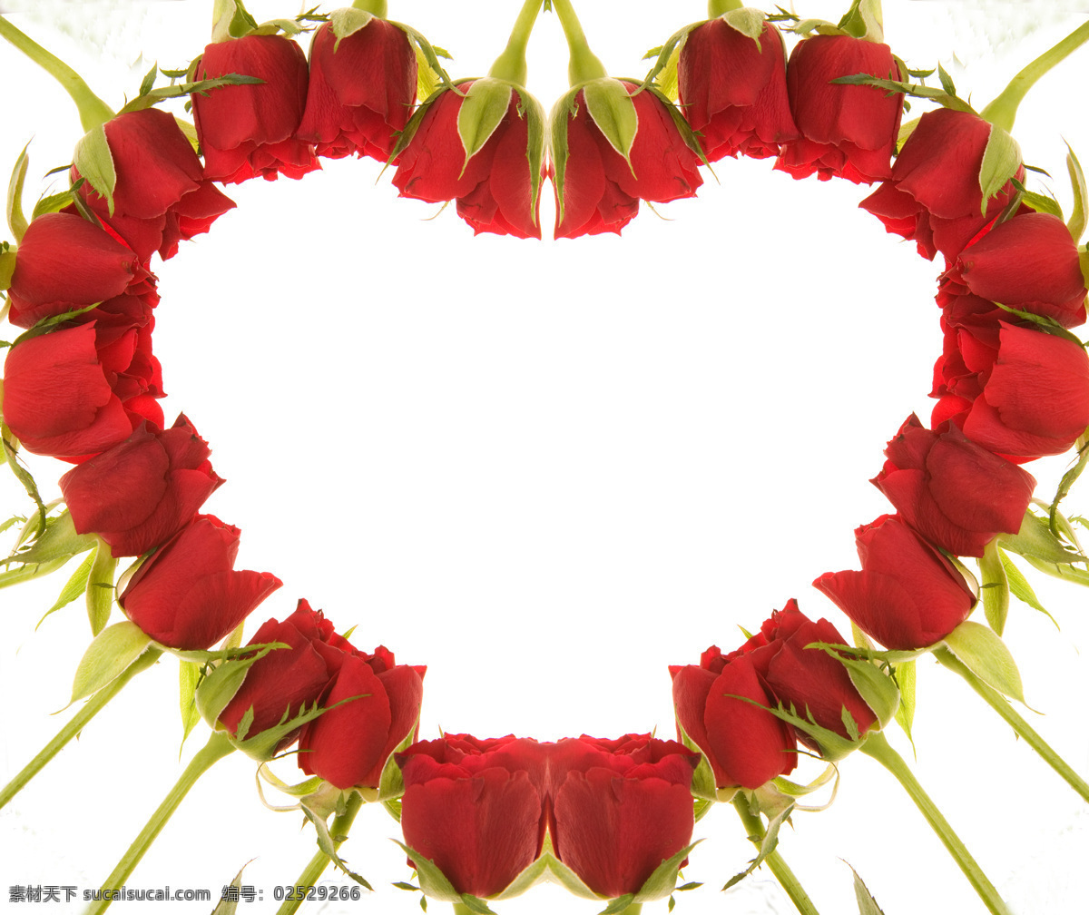 排成 心形 玫瑰花 花朵 情人节 爱情 红色玫瑰花 鲜花 美丽的玫瑰花 花瓣 玫瑰花图片 其他类别 生活百科