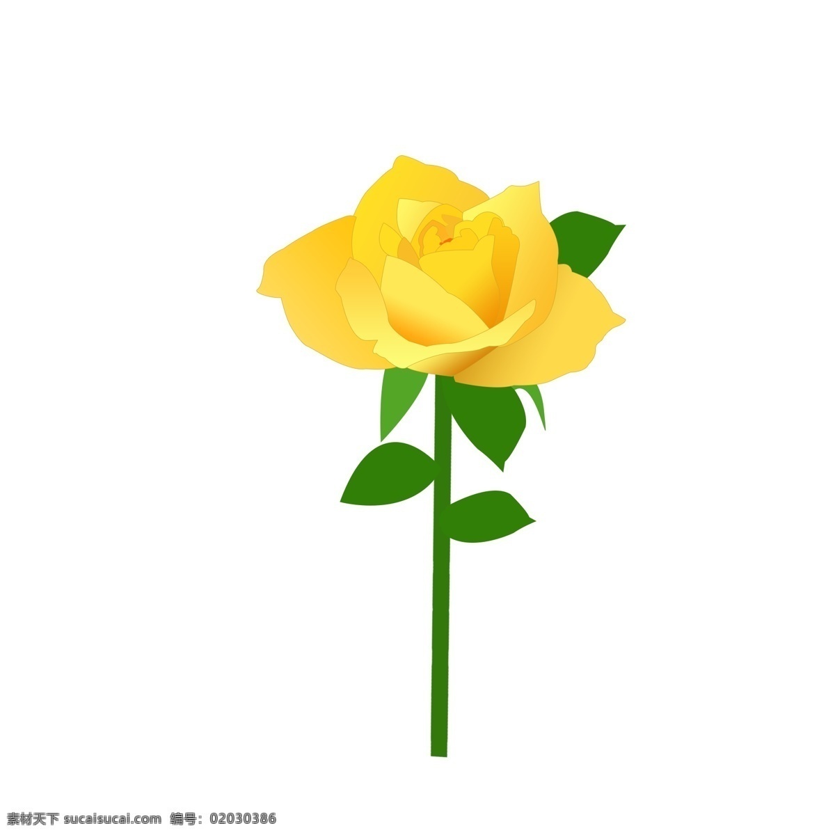 黄色 香槟 玫瑰 玫瑰花 元素 香槟玫瑰 黄玫瑰 情人节 节日 黄色玫瑰