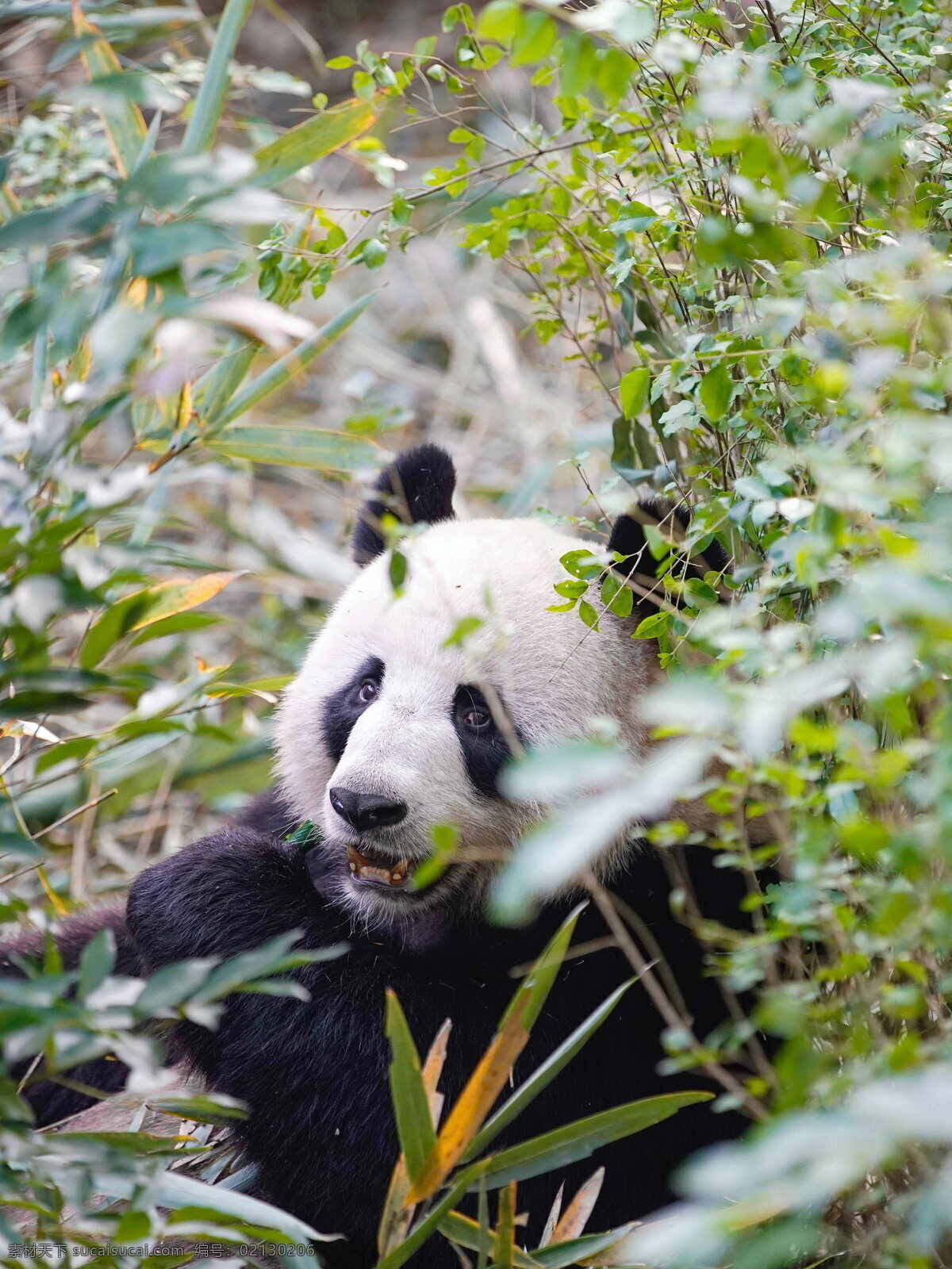 可爱大熊猫 可爱熊猫 大熊猫 熊猫 竹熊 银狗 洞尕 杜洞尕 猛豹 食铁兽 国宝熊猫 中国熊猫 哺乳动物 中国国宝 动物 生物世界 野生动物