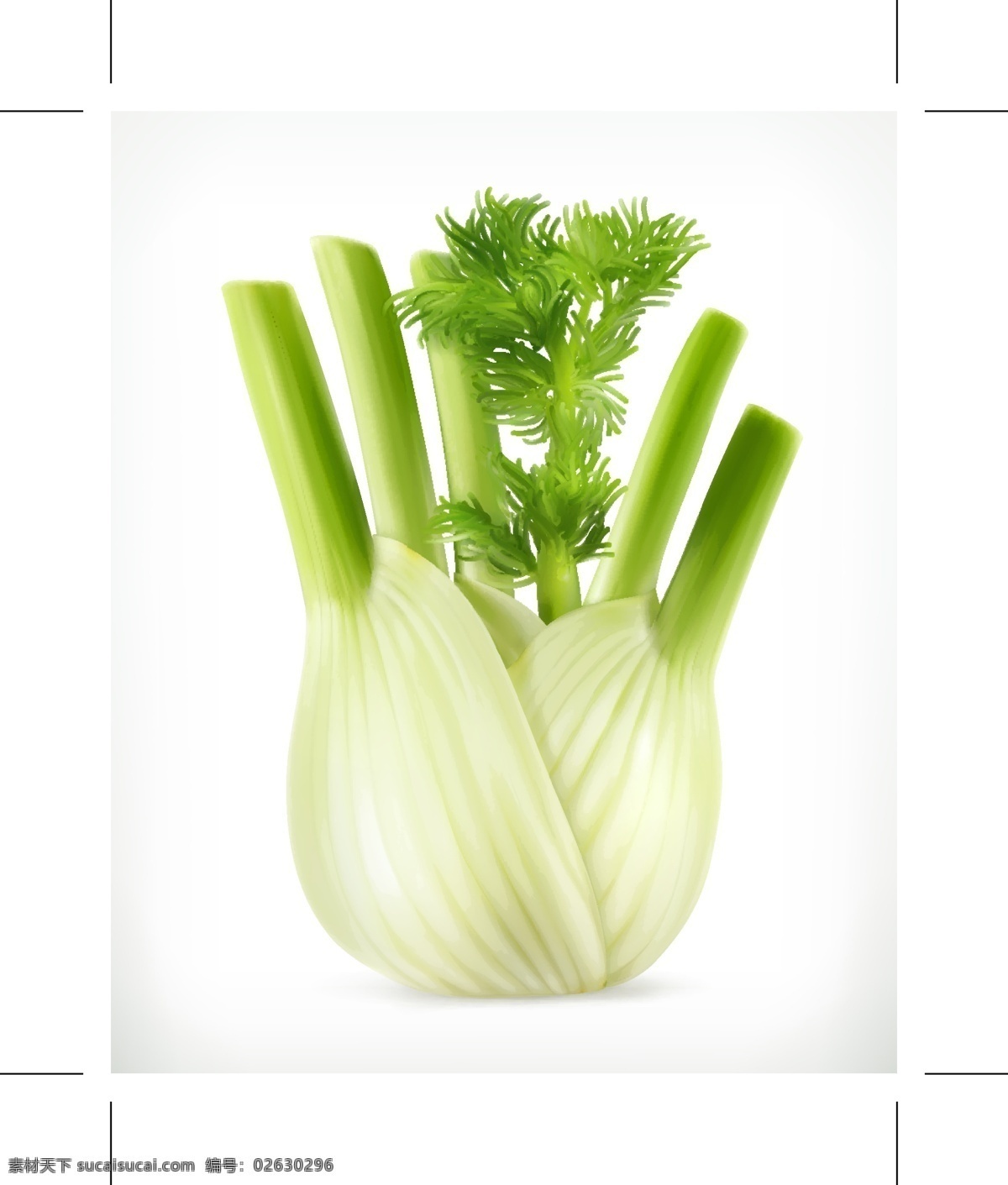 新鲜 芹菜 蔬菜 矢量 新鲜芹菜 矢量蔬菜 蔬菜矢量 蔬菜素材 白色