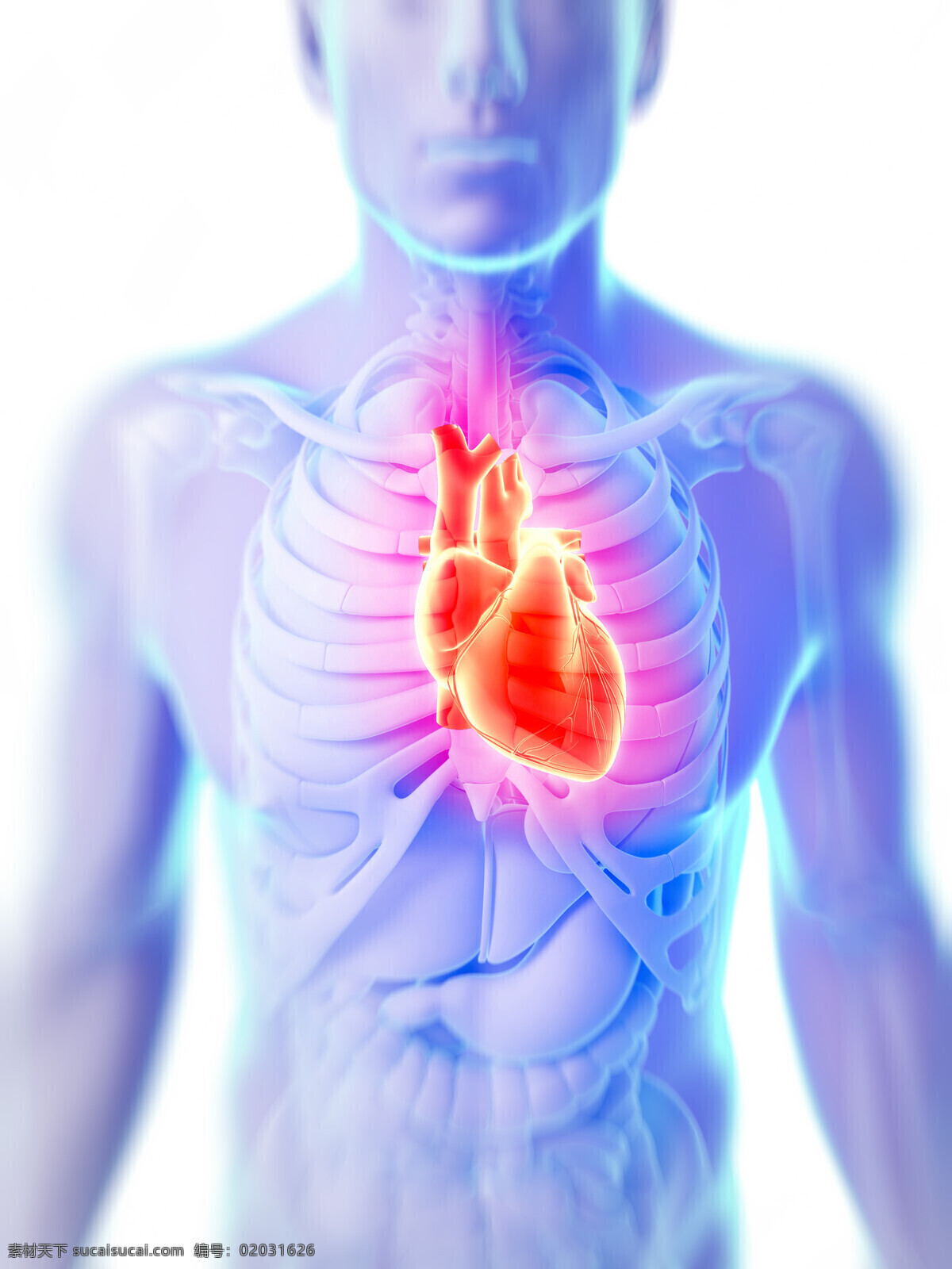 红色 心脏 模型 人体器官 人体模型 医疗护理 人体器官图 人物图片