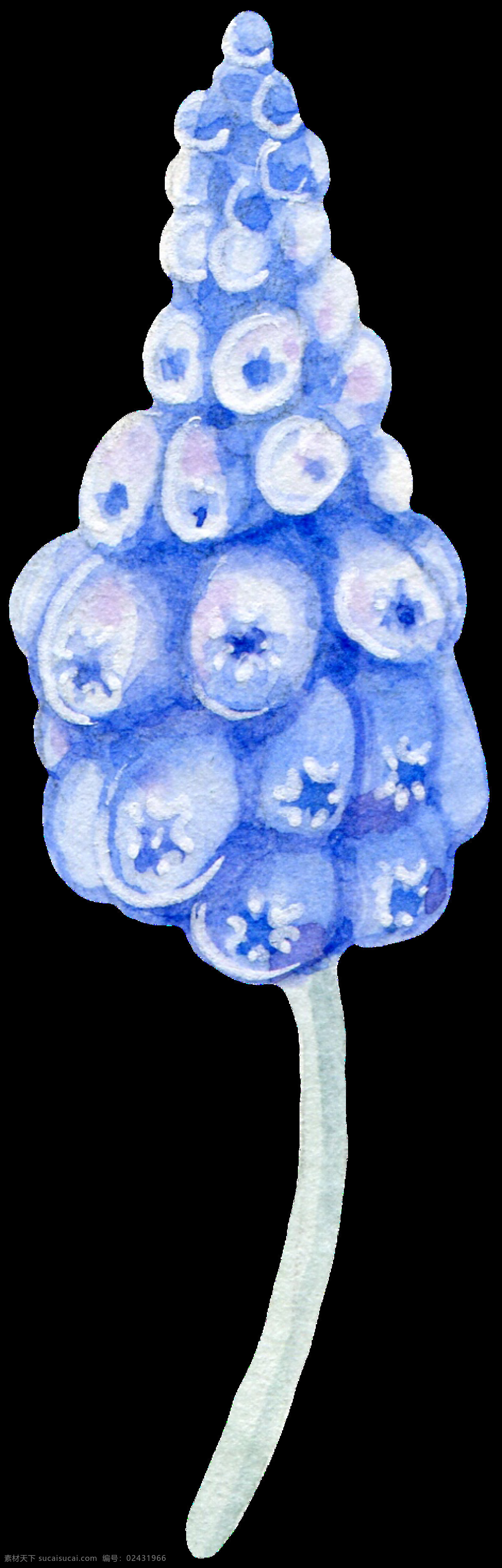 蓝莓 透明 装饰 图案 设计素材 png元素