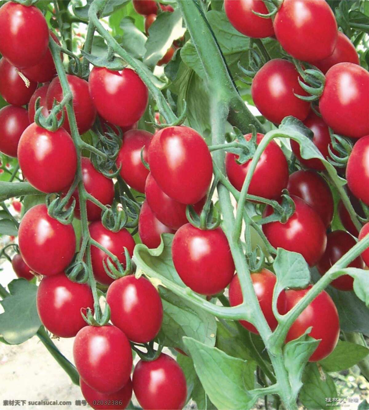 圣女果 蔬菜 西红柿 番茄 果实 蔬果 水果 天然 新鲜 水果墙 植物墙 生物世界