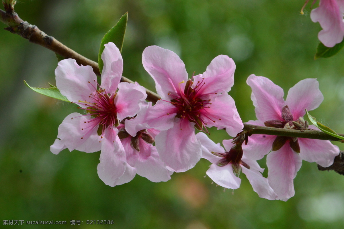 粉红桃花 观赏桃花 花朵 花蕊 花瓣 枝叶 春天 花卉 绿化景观 山桃碧桃 生物世界 花草