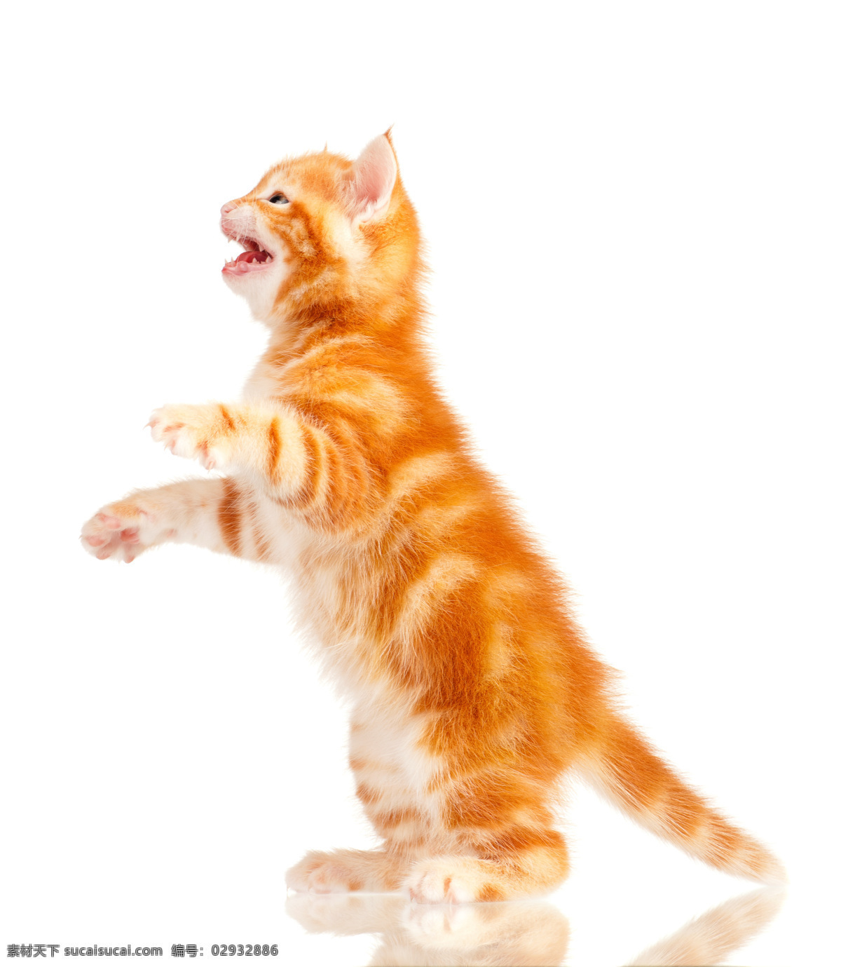 猫咪站立 猫 小猫 萌宠 宠物 动物 可爱的猫 哺乳动物 猫咪 喵星人 可爱 毛茸茸 猫科动物 生物世界 家禽家畜
