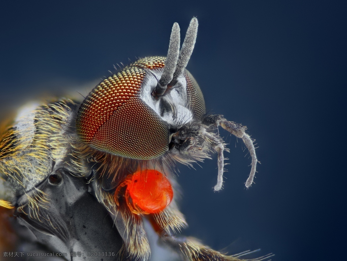 昆虫 头部 微 距 彩色微距 虫类 微距摄影 昆虫眼睛 昆虫动物 昆虫世界 生物世界