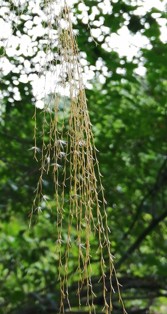 树影 春色 春日 光线 摇曳 生物世界 树木树叶