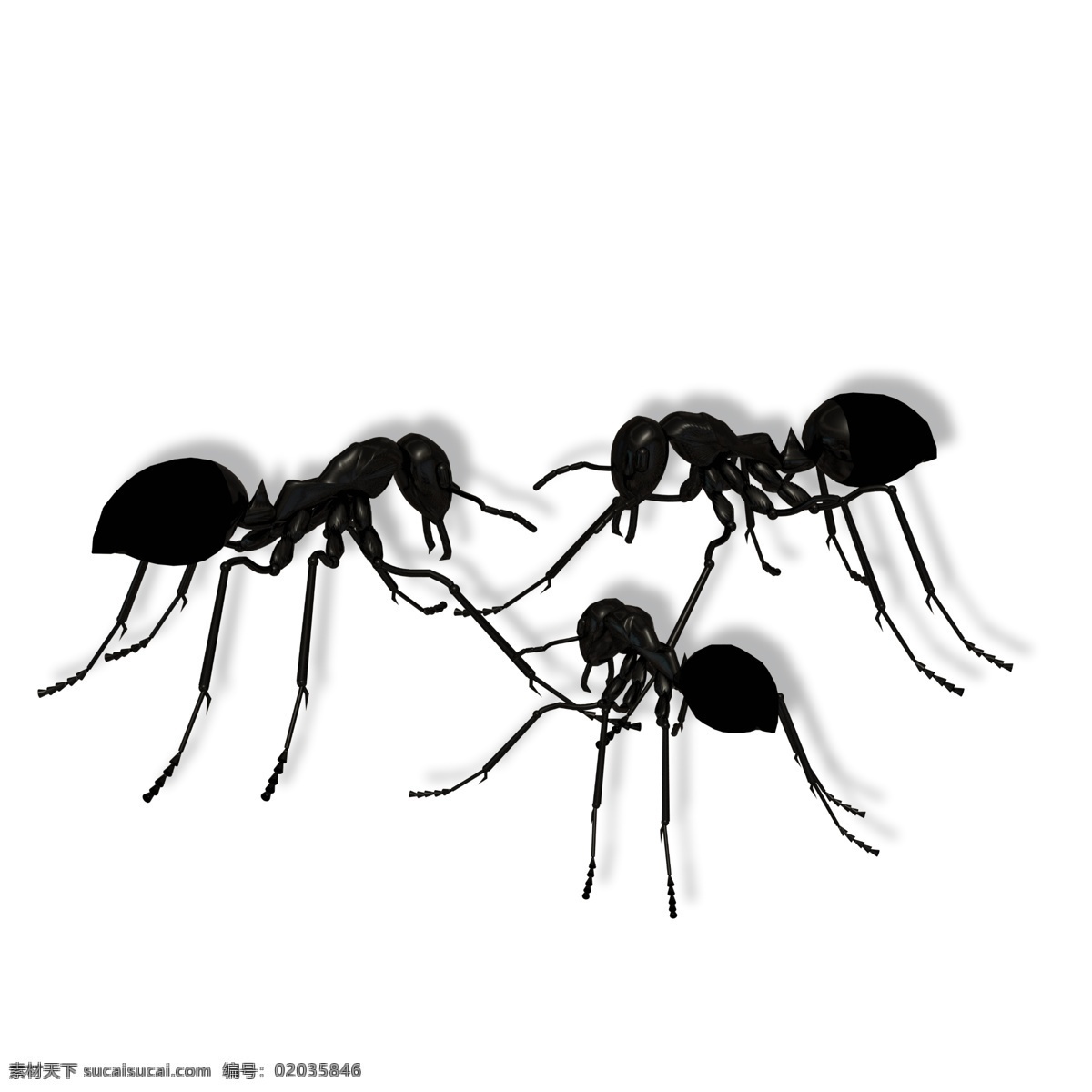 三 只 黑色 小 蚂蚁 虫子 昆虫 勤劳 黑蚂蚁