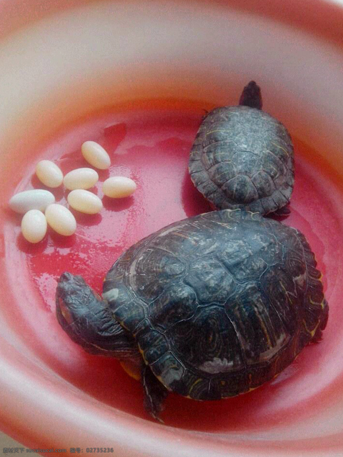 乌龟 乌龟蛋 乌龟妈妈 乌龟爸爸 乌龟一家 可爱的蛋 其他生物 生物世界