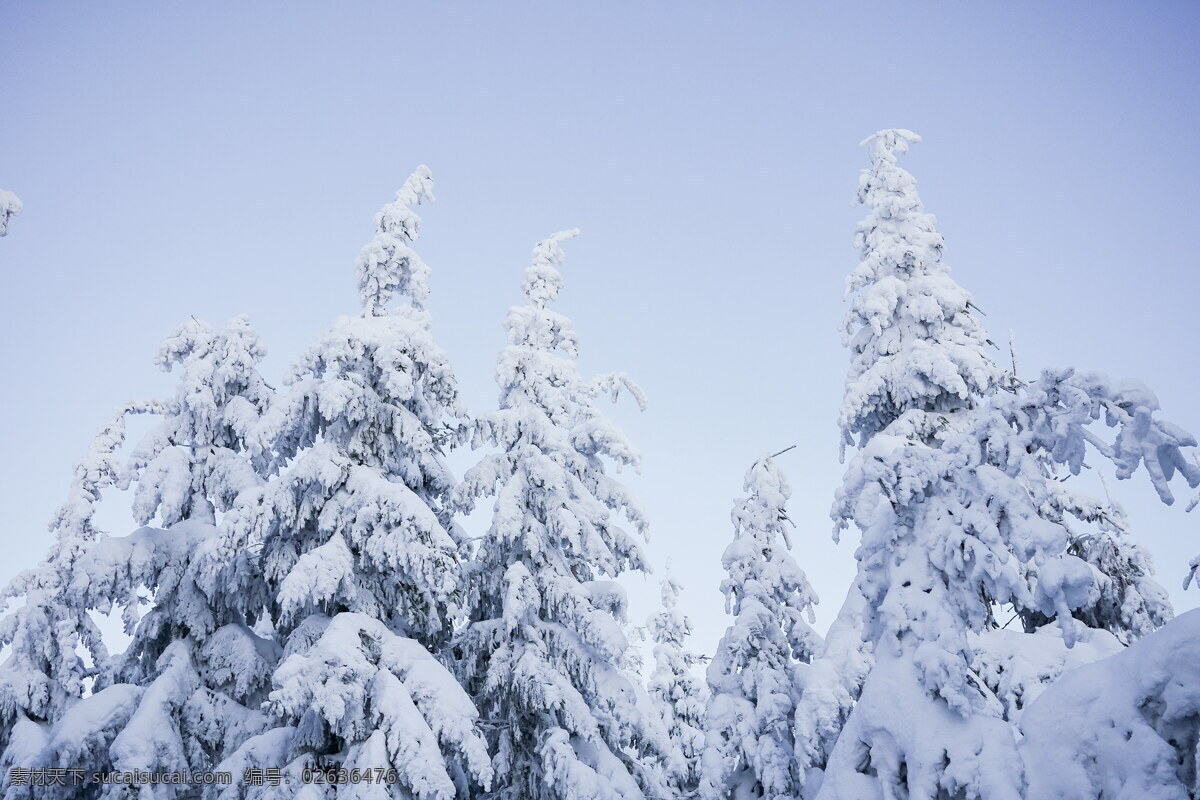 唯美 冬季 雪松 风景图片 雪树 冬天 寒冬 雪景