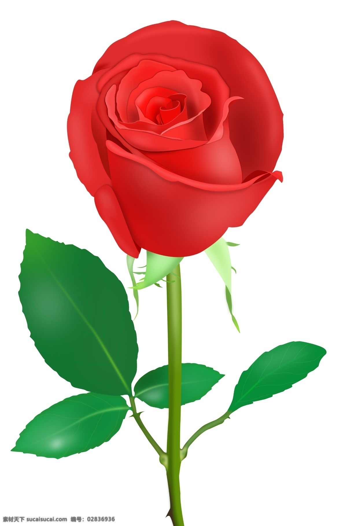 红玫瑰 情人节礼物 七夕玫瑰 一支玫瑰花 源文件 高清玫瑰花 玫瑰花文件 自然景观 自然风光
