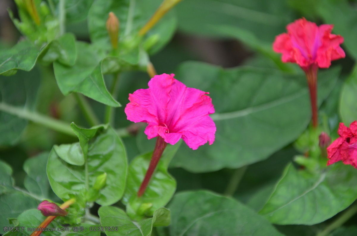 紫茉莉 花卉 草茉莉 胭脂花 花冠 漏斗形 边缘 波状 浅裂 紫红色 花卉系列 花草 生物世界