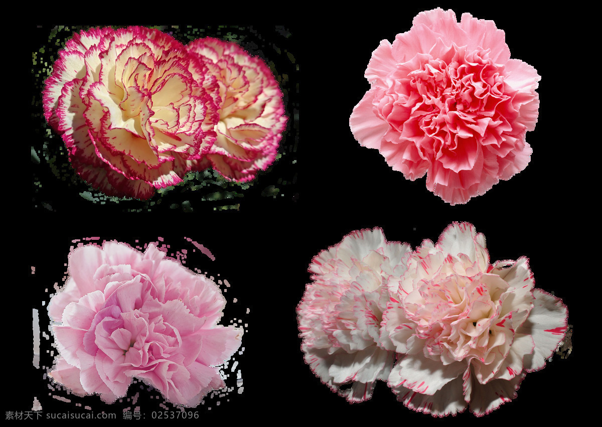 康乃馨 花朵 抠 图 花卉 透明背景 花朵抠图 母亲节素材 节庆素材 生物世界 花草