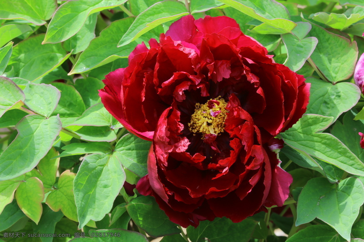 牡丹花 牡丹 观赏花卉 鼠姑 木芍药 百雨金 洛阳花 花朵 花瓣 花蕊 花卉 花儿 花草 植物 园林绿化 绿化景观 芍药牡丹 生物世界