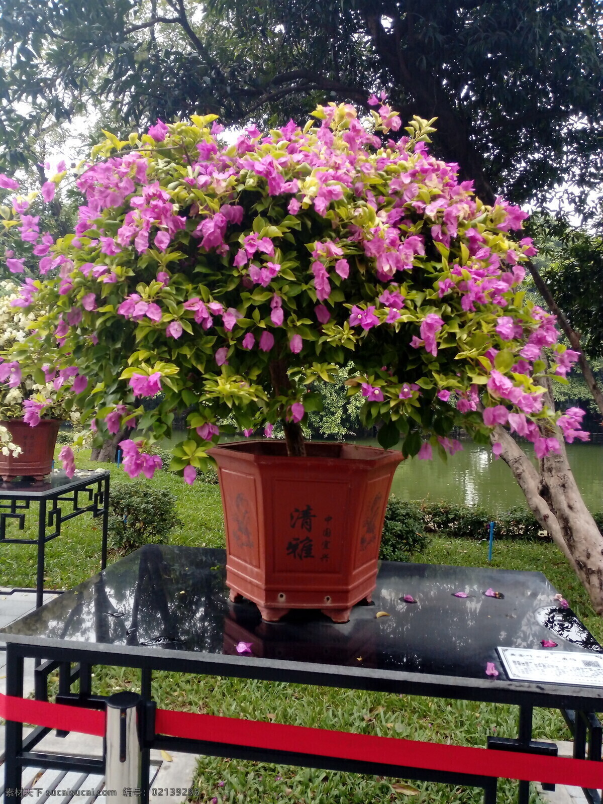 杜鹃花 杜鹃 杜鹃盆栽 杜鹃盆景 粉色杜鹃 粉红色杜鹃花 花卉 生物世界 花草