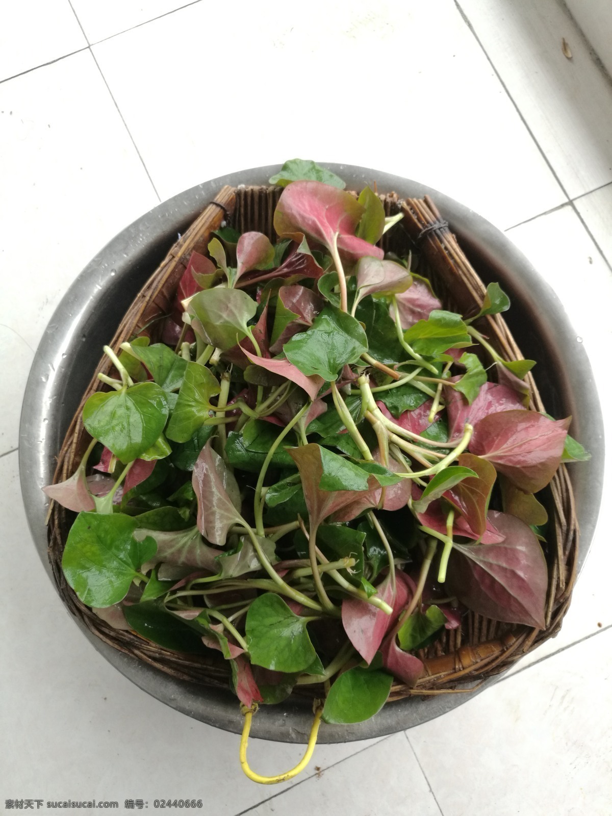 鱼腥草 折耳根 野菜 凉拌菜 淘宝鱼腥草 餐饮美食