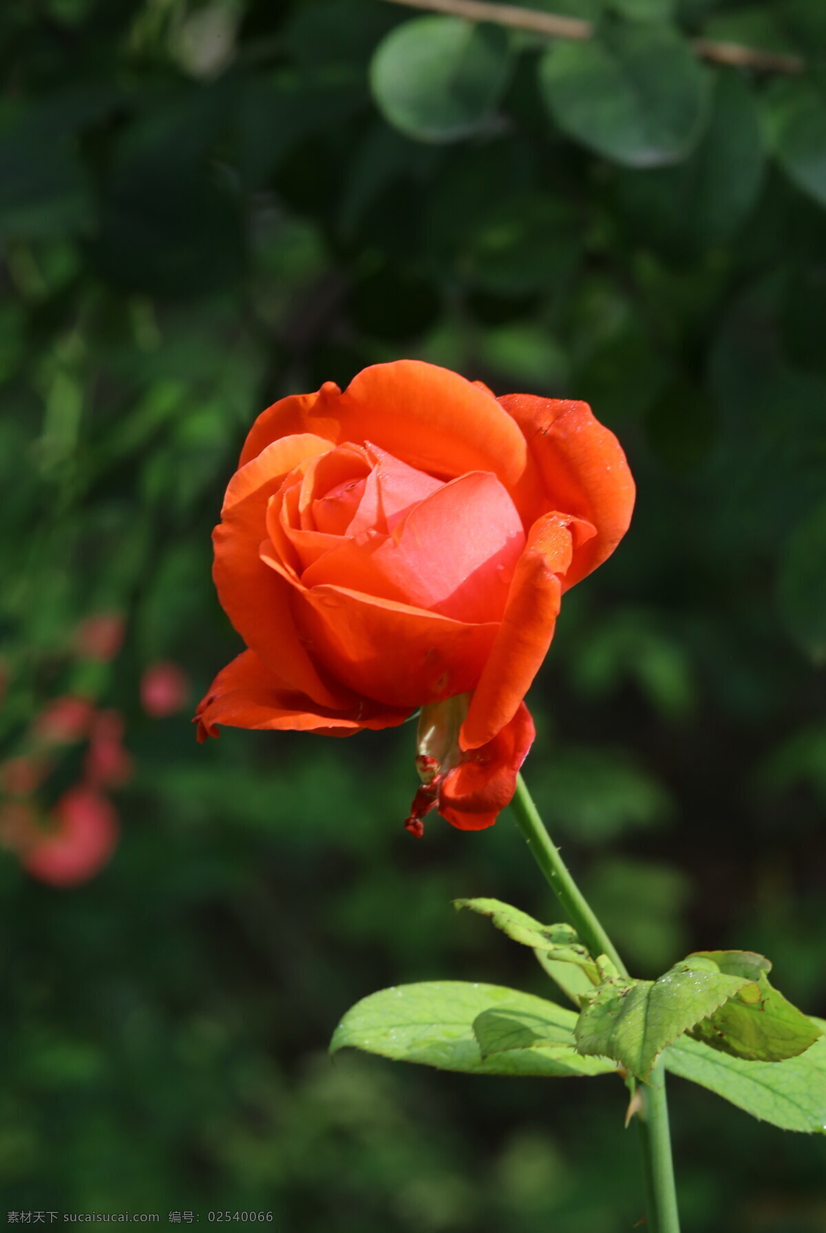秋日 月季花 秋日月季花 秋花 园林风景 绿化风景 月月红 蔷薇科花卉 月季 观赏花卉 花骨朵 花卉 植物 园林绿化 绿化景观 花草 花儿 花朵 月季蔷薇 生物世界