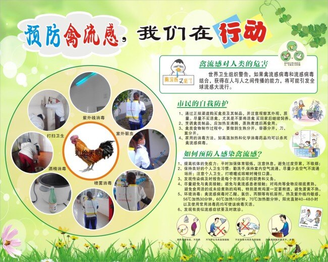 x4 预防 h7n9 禽流感 病毒 展板 鸡 花 草 蝴蝶 消毒