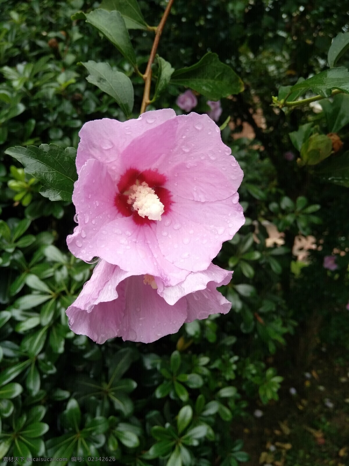 木棉花 雨后的木棉花 木棉花开 粉色的花朵 粉色木棉 生物世界 花草