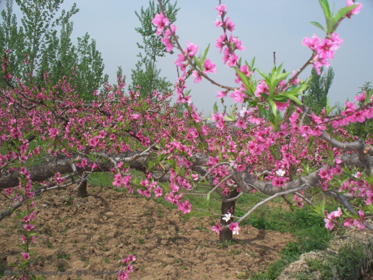 桃花田风景 桃花田 桃花树 桃花 桃树地 田园风光 自然景观