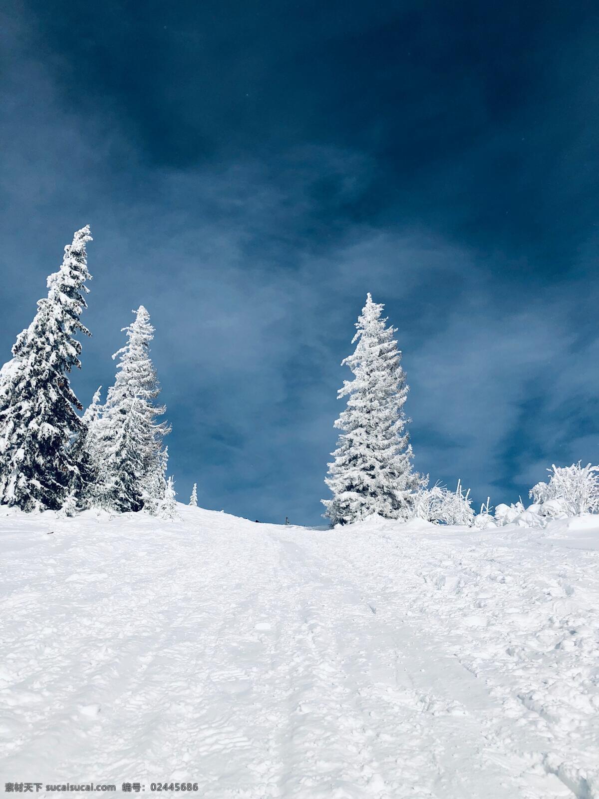 雪地松柏 大雪 雪地 松柏 滑雪 下雪 冬天 冬季 东北 寒冷 天空 蓝天 雪 风景 旅行 旅拍 自然景观 山水风景