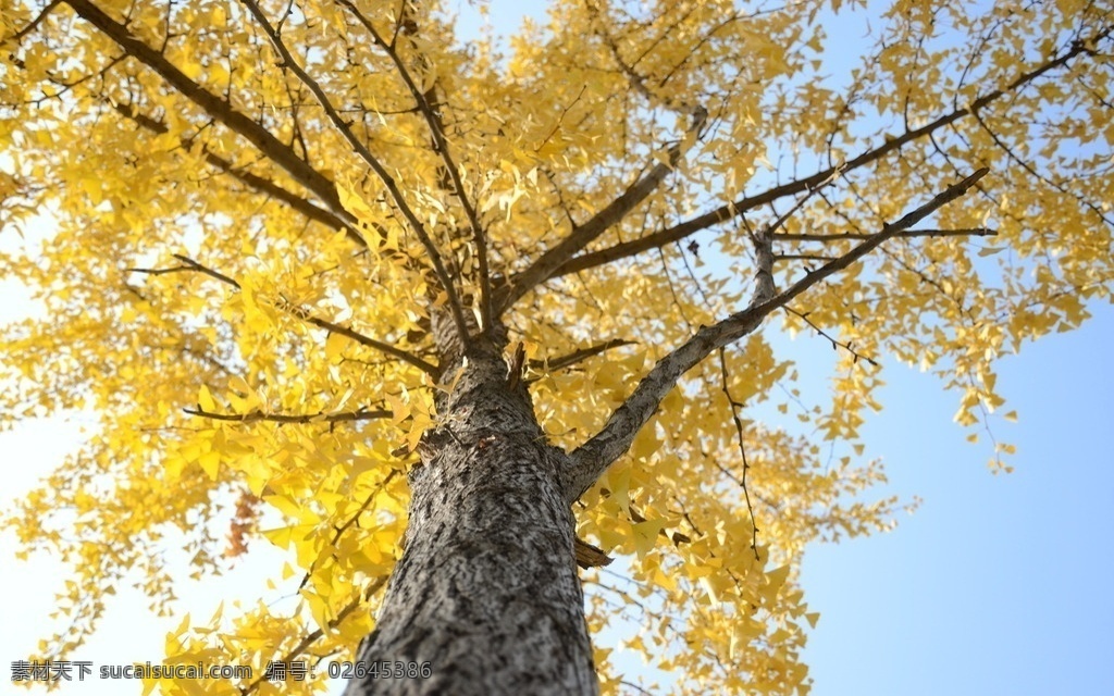 银杏树 银杏树叶 金黄色 秋天 黄色 生活随笔 生物世界 树木树叶