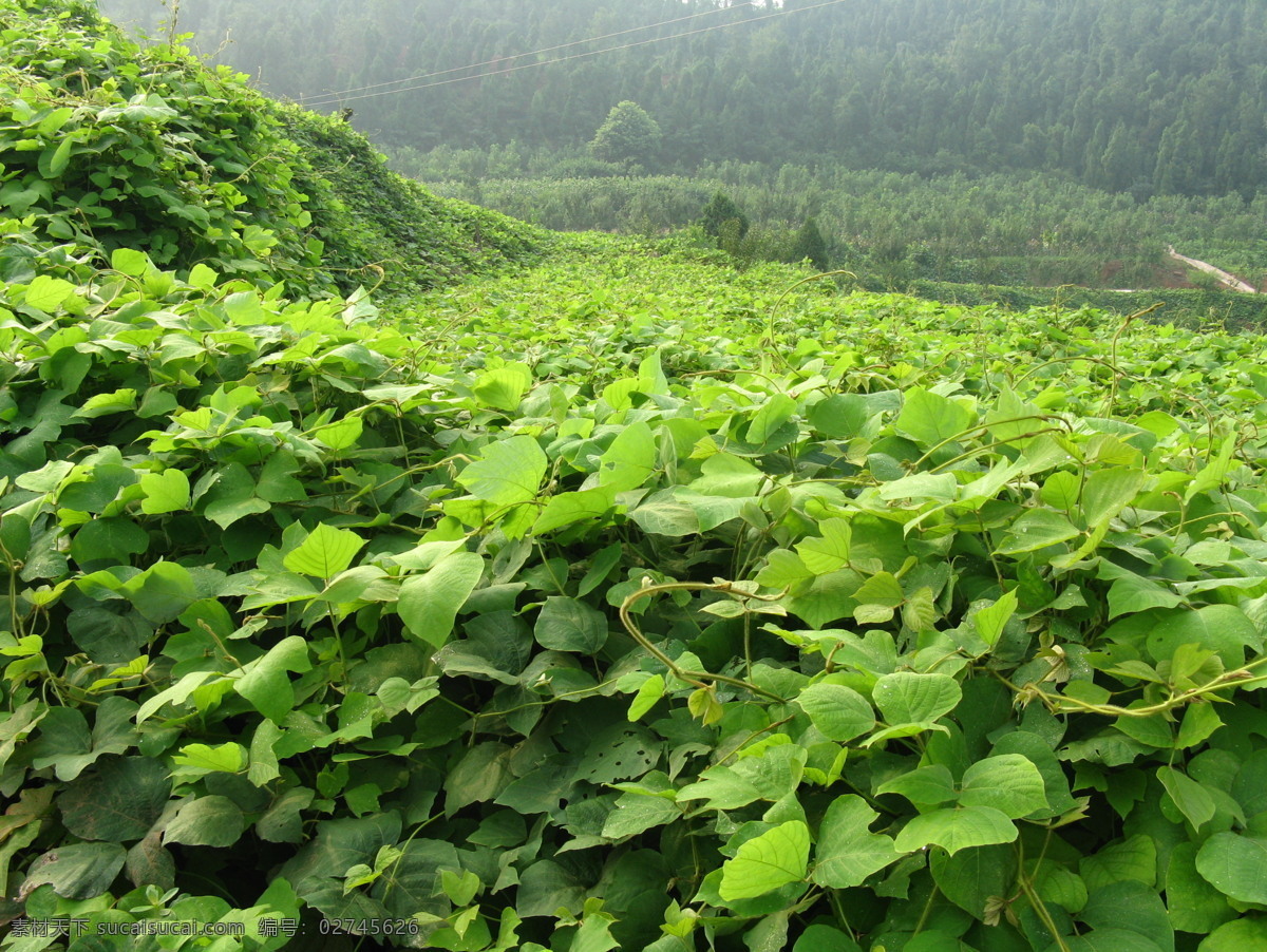 葛根叶 葛根 叶片 蔬菜 生物世界 绿色