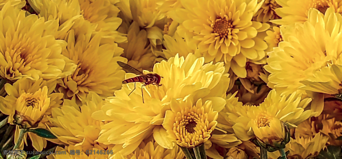 菊花 花 红色 黄色 自然 风景 自然景观 自然风景 蜜蜂 昆虫