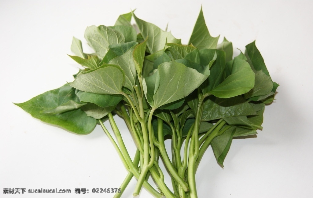 地瓜叶 红薯叶 番薯叶 青菜 蔬菜 绿色菜叶 绿叶菜 蔬菜素材 新鲜蔬菜 新鲜青菜 绿色蔬菜 新鲜番薯叶 新鲜地瓜叶 生物世界