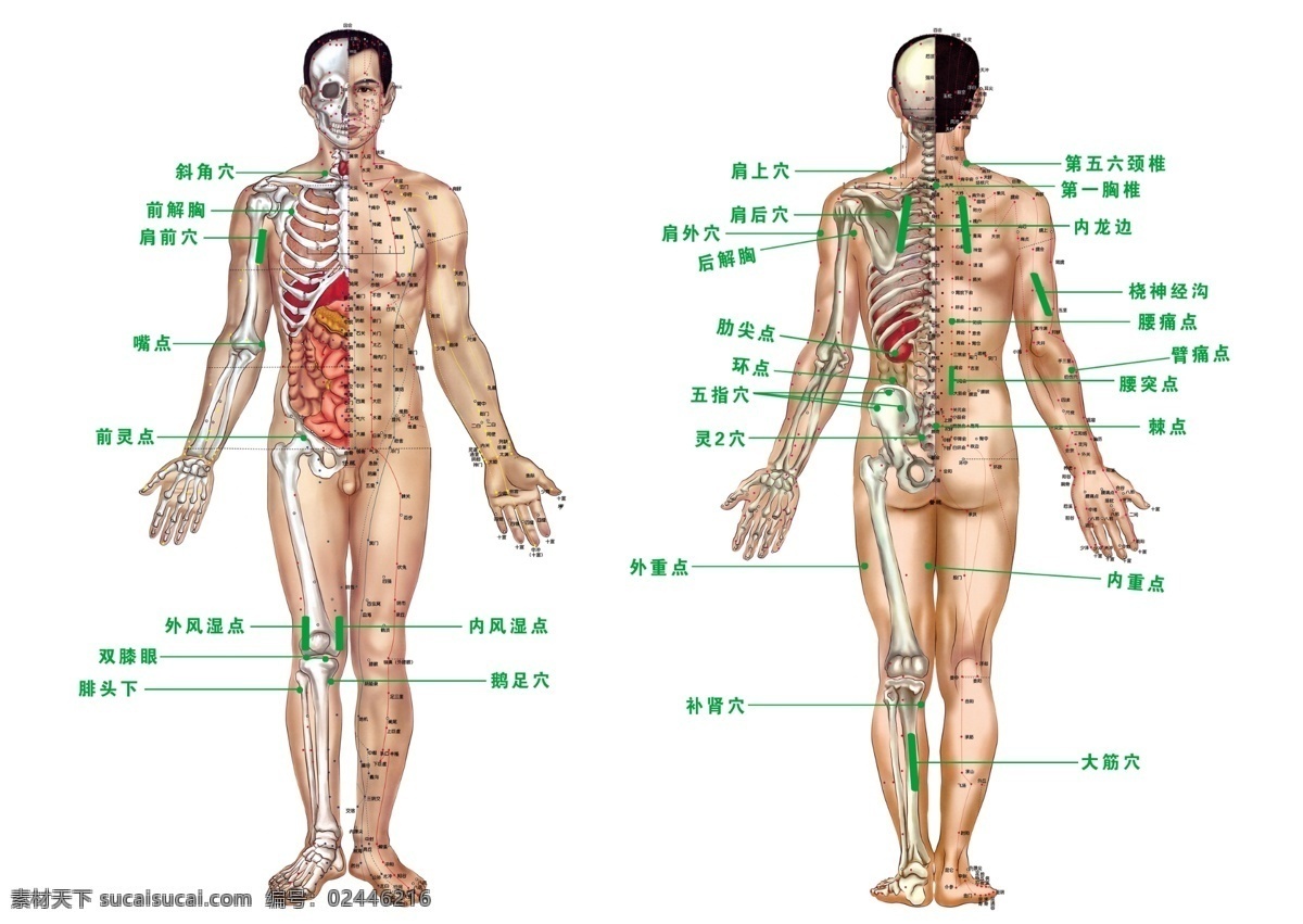 人体 穴位 图 海报 人体穴位图 标穴位 关键穴位 人体反面穴位 展板模板