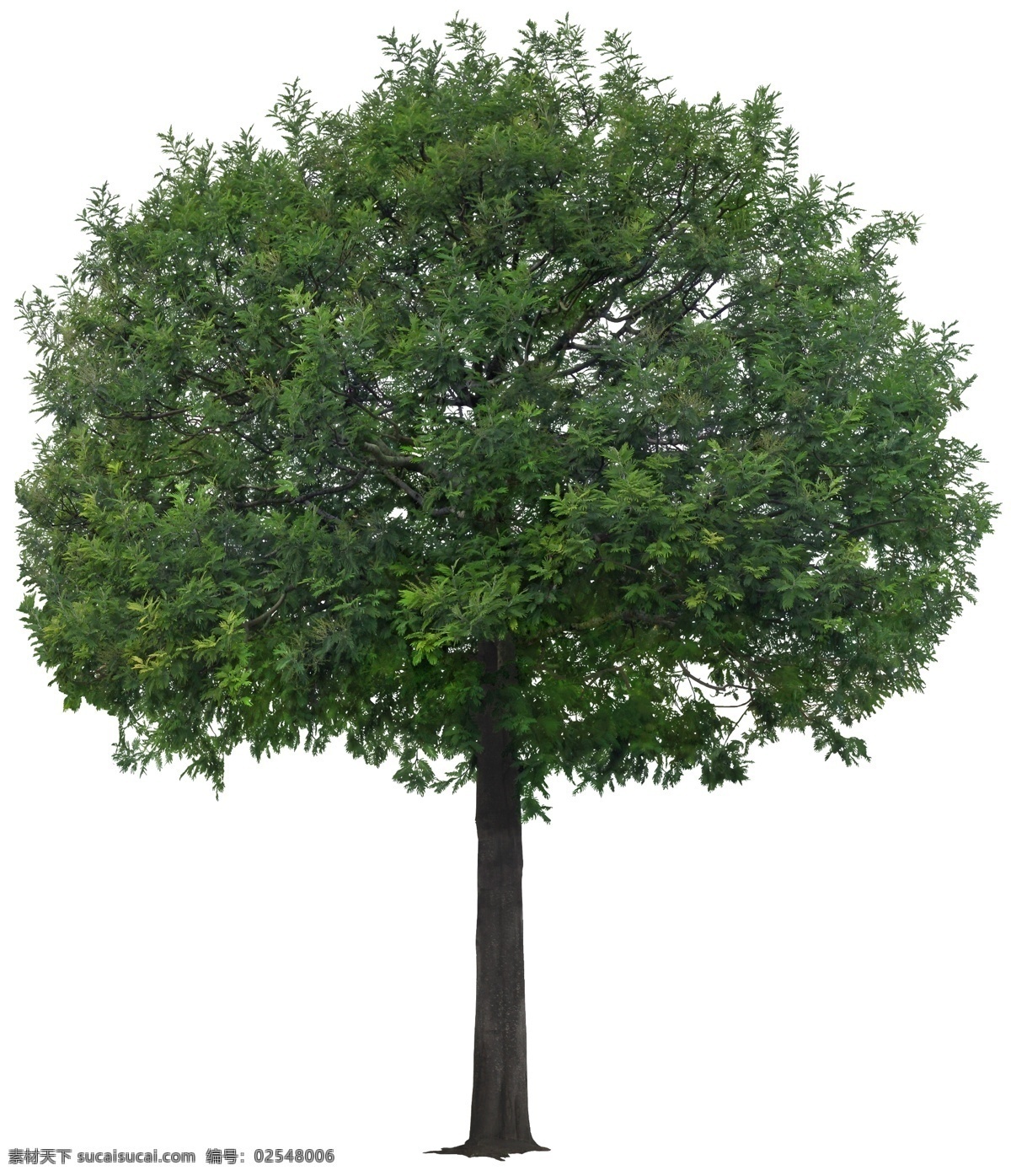 合欢树 合欢树psd 乔木 树木 植物素材 psd素材 植物 绿化素材 环境设计 景观设计