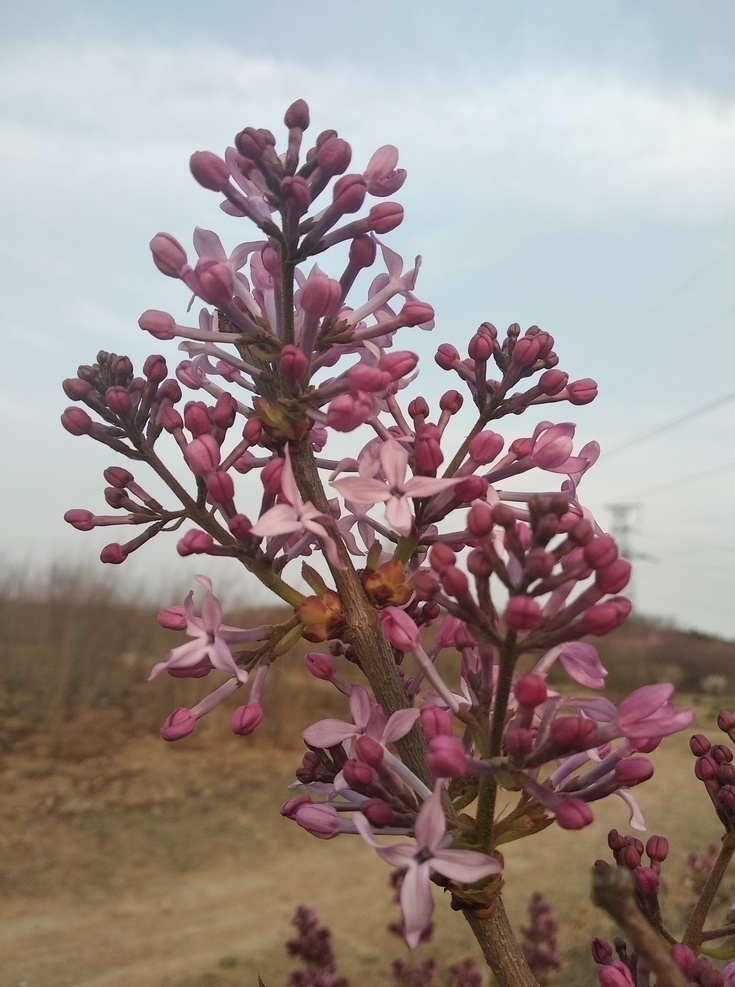 紫丁香 丁香树 丁香 丁香花开 丁香花苞 花苞 春天丁香开 丁香开花 开花 春天 生物世界 花草