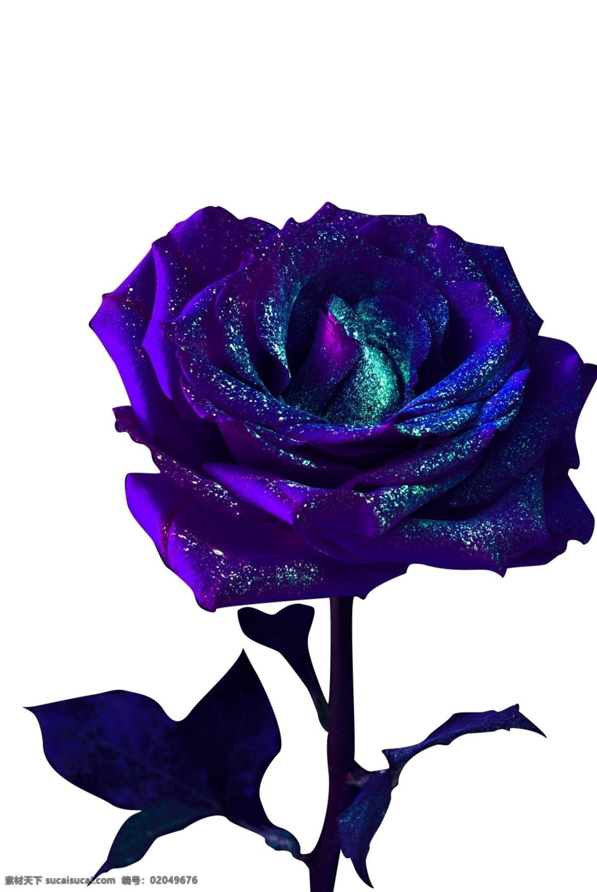 紫色玫瑰花 花 紫色花 矢量花 素材花 好看的花 分层